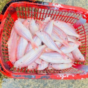 Alternative view of Glimpses of Hoi An “Get up with sunrise”